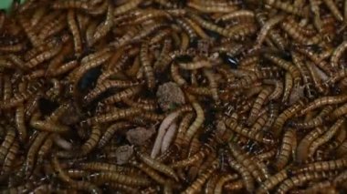 4 k yemek solucanlar böceği Tenebrio molitor larvaları ortak adıdır