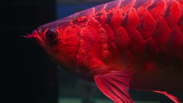 Тысячи Азиатских Рыб Арована Плавают Плавают — стоковое видео