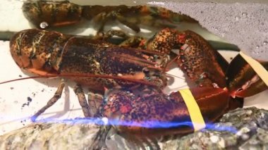 4k canlı ıstakoz bir tank içinde bir restoran