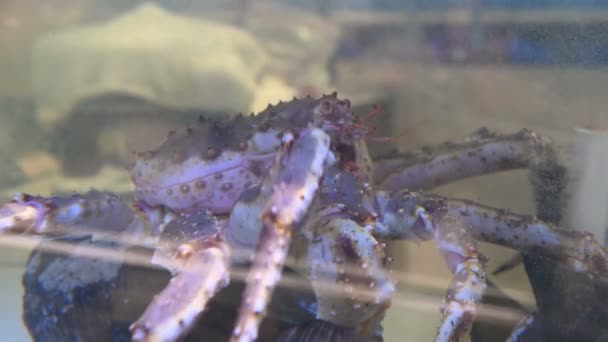 Alive King Crab Резервуарі Води Ресторані Морепродуктів — стокове відео