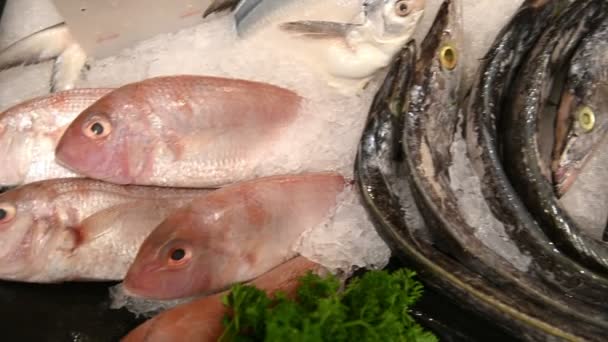 Large Selection Different Fresh Fish Counter Fish Market — Stock Video