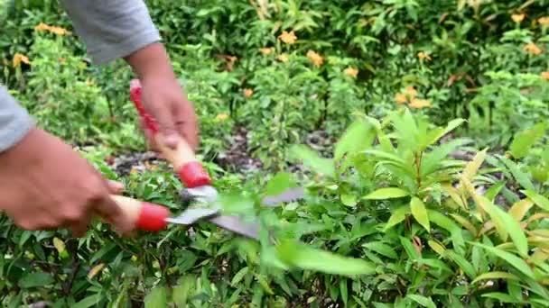 Mãos Jardineiro Cortando Planta Sebe Anã Verde Jardim Com Tesouras — Vídeo de Stock