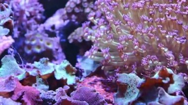 4 k sualtı sahne mercan ve anemon çiçeği
