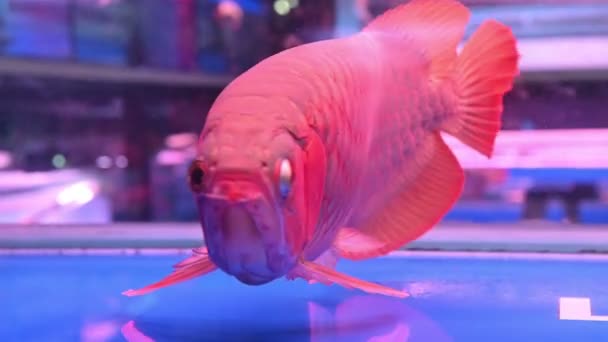 Pesce Arowana Nuotare Mostrando Bella Splendente Scala Pesce Buona Fortuna — Video Stock