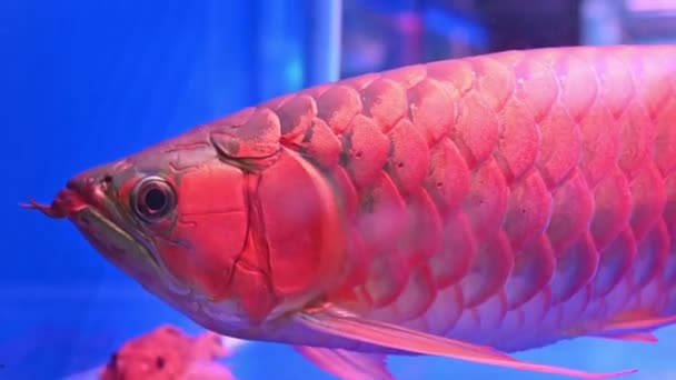Ryby Arowana Splávek Plavání Ukazuje Krásné Zářící Měřítku Akvárium — Stock video