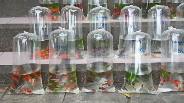 Pesci Acquario Tropicale Vendita Strada Sacchetti Plastica — Video Stock