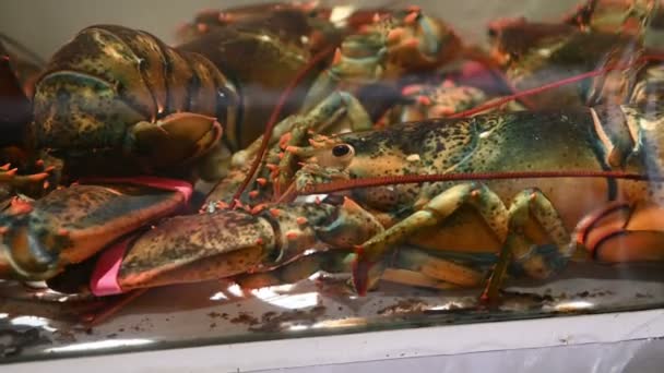 Groupe Homards Vivants Dans Réservoir Intérieur Restaurant — Video