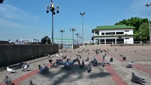 Αργή Κίνηση Πυροβολισμό Του Πουλιού Περιστέρια Πετούν Μακριά Από Κάμερα — Αρχείο Βίντεο