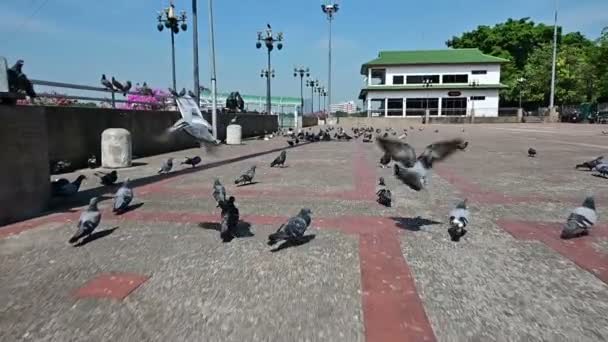 Slow Motion Shot Chasing Birds Street Pigeons Fly Away Camera — Stock Video