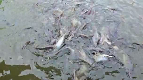 多くのバサ魚の群れはときフィード川の食べ物を食べる — ストック動画