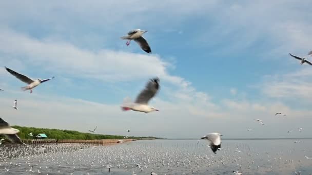 海鸥在空中捕捉食物的缓慢运动 — 图库视频影像