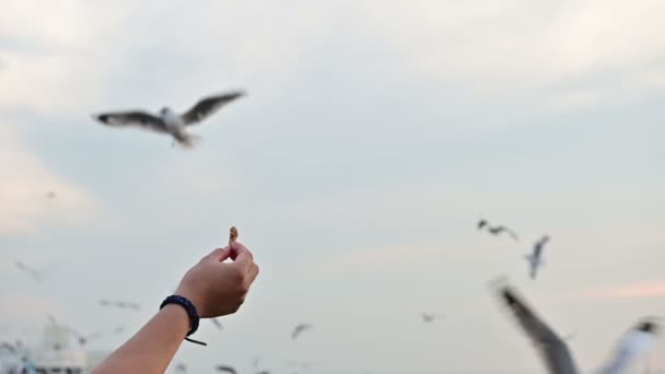海鸥从手中捕捉食物的缓慢动作 — 图库视频影像