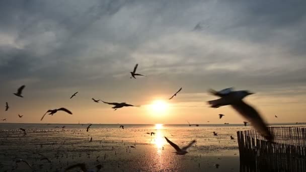 Vacker Soluppgång Över Havet Med Flygande Mås Fåglar — Stockvideo