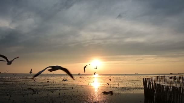 Slow Motion Vliegen Silhouet Zeemeeuw Bij Zonsondergang Het Strand — Stockvideo