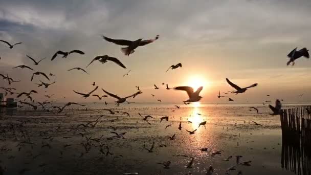 Slow Motion Flying Silhouetted Seagull Beach — Stock Video