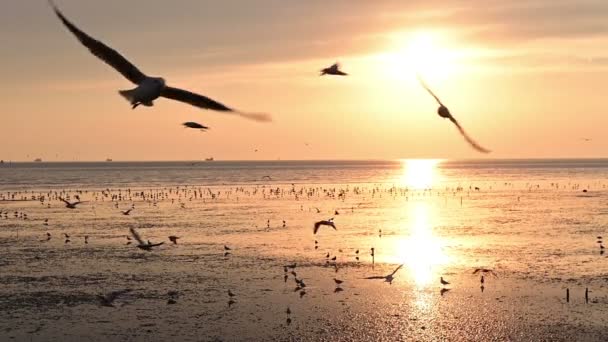 Movimento Lento Aves Voadoras Gaivota Durante Pôr Sol Praia — Vídeo de Stock