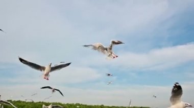 Ağır çekim martı kuşların yiyecek havada yakalamak