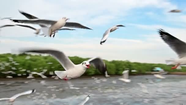 Mouvement Lent Mouette Volant Très Près Caméra — Video