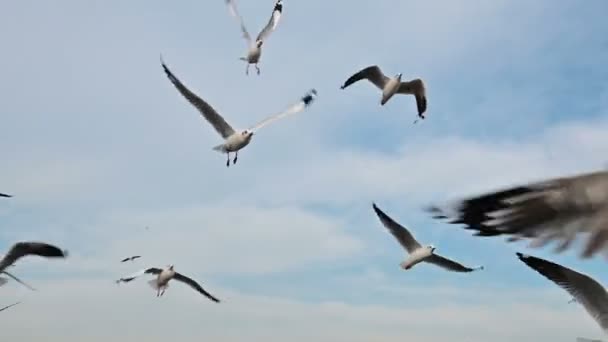 Movimento Lento Del Gabbiano Che Vola Sopra Testa — Video Stock