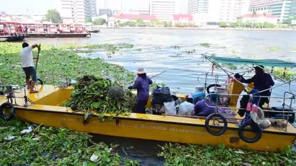 バンコク タイ王国 2018 正体不明役員川でホテイアオイを削除 — ストック動画