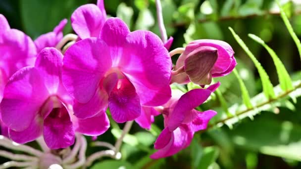 Close Pink Orchids Flowers Garden — Stock Video