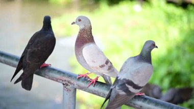 Yavaş çekimde atış uzakta uçan güvercin