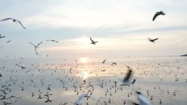 4k gıda havada yakalamak çok uçan martı