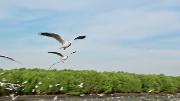 Pták Racek Letící Slow Motion Modrou Oblohou — Stock video