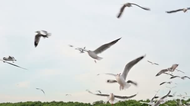 Zeitlupengruppe Der Möwen Fliegt Über Kopf — Stockvideo