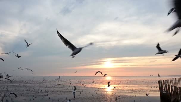 Zeitlupe Einer Fliegenden Möwe Die Nahrung Der Luft Fängt — Stockvideo