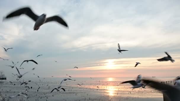 Slow Motion Flying Silhouetted Seagull — Stock Video