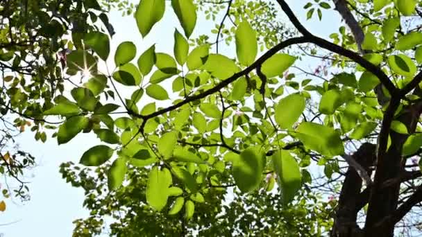 Strålar Solen Gör Sin Väg Genom Gröna Blad Träd — Stockvideo