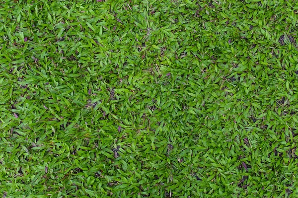 Top View Green Grass Texture — Stock Photo, Image