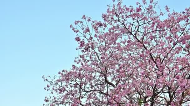 Sakura 泰国或 Prunus Csacoides 在蓝天上 — 图库视频影像