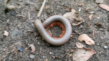4k Millipede yerde yürüyüş