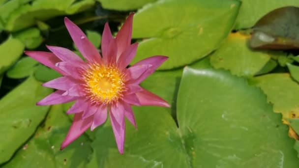 Paarse Lotusbloem Waterlily — Stockvideo