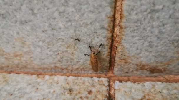 Şçi Karıncalar Ölü Bir Hamamböceği Taşımak — Stok video