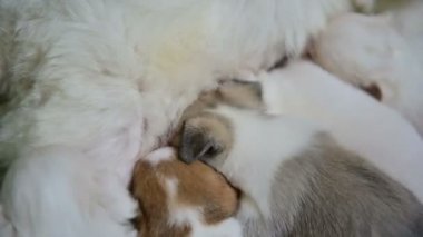 Küçük yavru 4k Grubu beyaz bir köpek anne süt yiyor