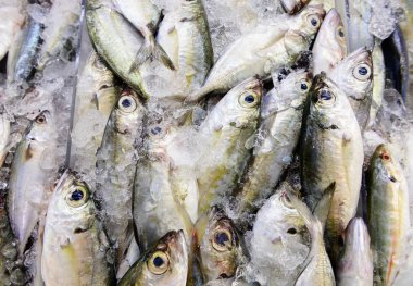 Deniz ürünleri pazarında buz üzerinde uskumru