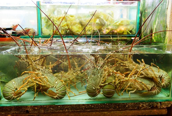 Piyasada satılık tank içinde Canlı ıstakoz ekran