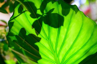 Büyük yeşil yapraklar arasında parlayan güneş ışığı