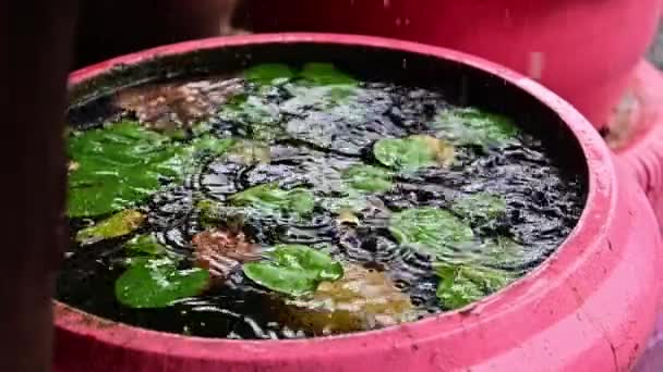 Slow Motion Rain Drops Pond — Stock Video