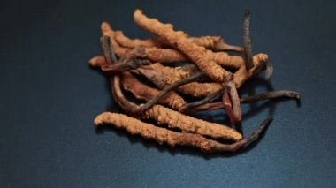 Siyah arkaplanda 4K Cordyceps Grubu