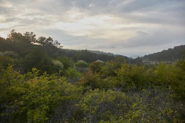 Bahar ormanı batan güneşte