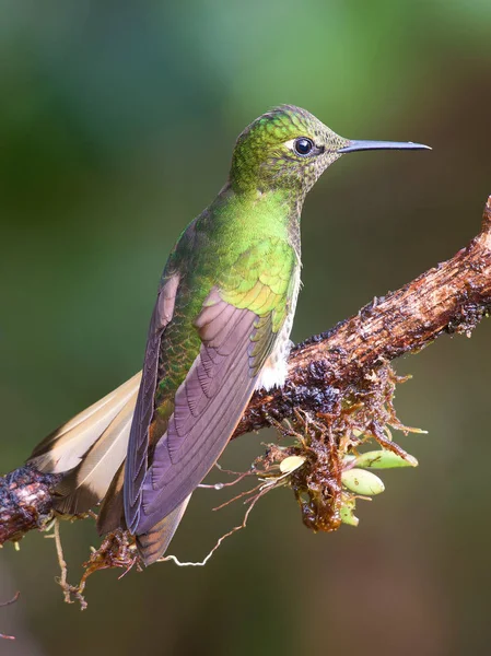 cute green bird perched on twig