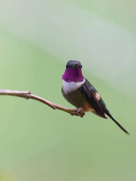 bird Purple-throated Woodstar, Male - Calliphlox mitchellii - Rumbito Pechiblanco