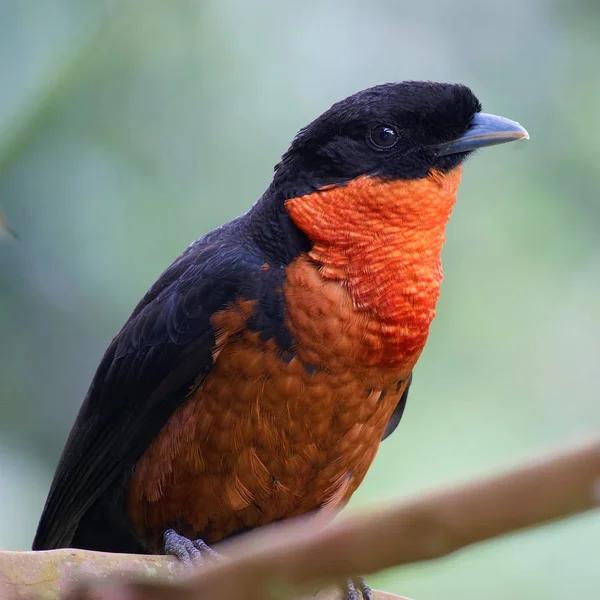 bird Red-ruffed Fruitcrow - Pyroderus scutatus - Toropisco Montaero