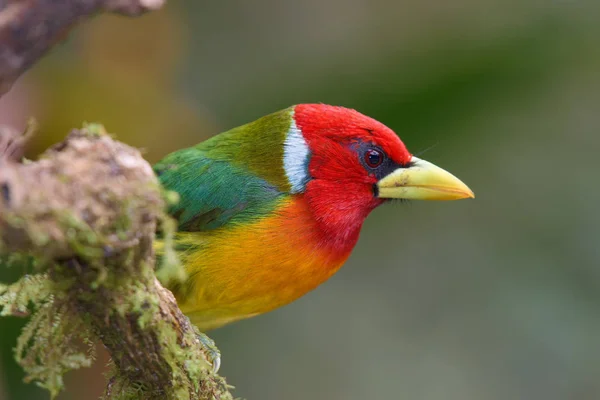 bird Red-headed Barbet, Male - Eubucco bourcierii - Torito Cabecirrojo, Macho