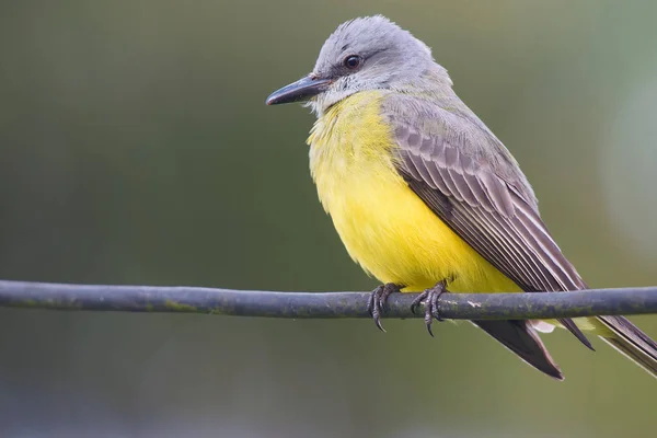 bird Tropical Kingbird - Tyrannus melancholicus - Sirir Comn