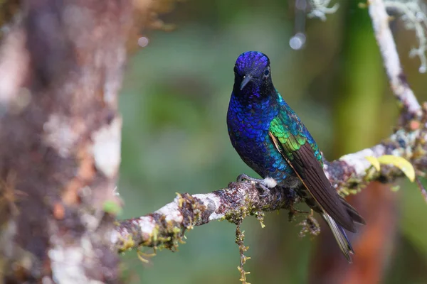 bird Velvet-purple Coronet - Boissonneaua jardini - Colibr Sietecolores